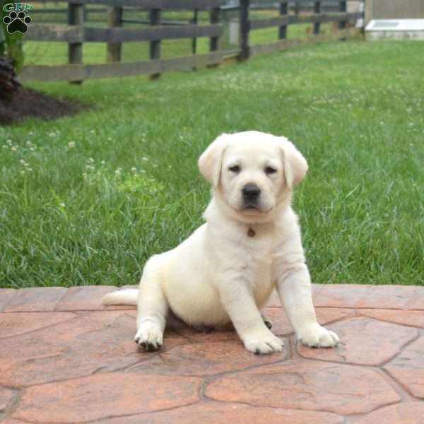 Hudson, Yellow Labrador Retriever Puppy