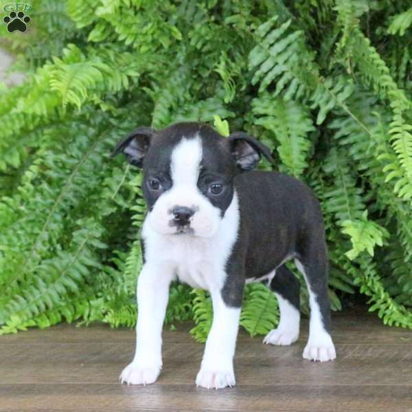 Hudson, Boston Terrier Puppy