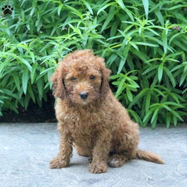 Hudson, Mini Goldendoodle Puppy