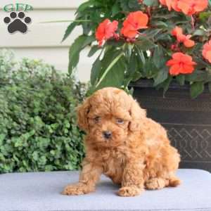 Hudson, Miniature Poodle Puppy