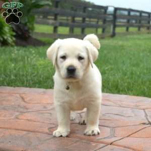 Hudson, Yellow Labrador Retriever Puppy