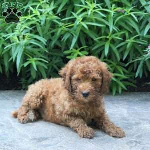 Hudson, Mini Goldendoodle Puppy