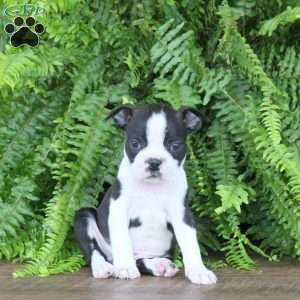 Hudson, Boston Terrier Puppy