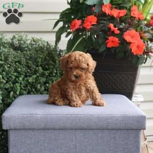Hudson, Miniature Poodle Puppy