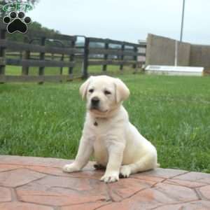 Hudson, Yellow Labrador Retriever Puppy