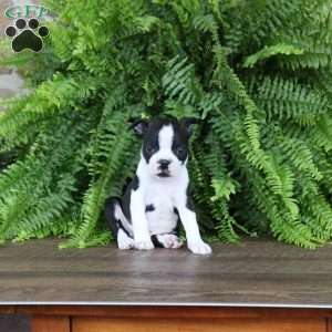 Hudson, Boston Terrier Puppy
