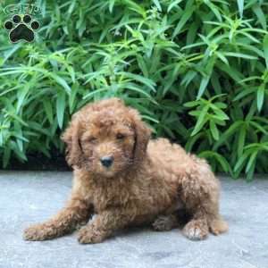 Hudson, Mini Goldendoodle Puppy