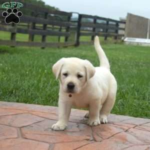 Hudson, Yellow Labrador Retriever Puppy