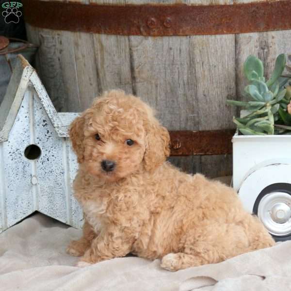 Hugo, Mini Goldendoodle Puppy