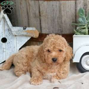 Hugo, Mini Goldendoodle Puppy