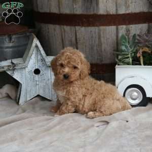 Hugo, Mini Goldendoodle Puppy