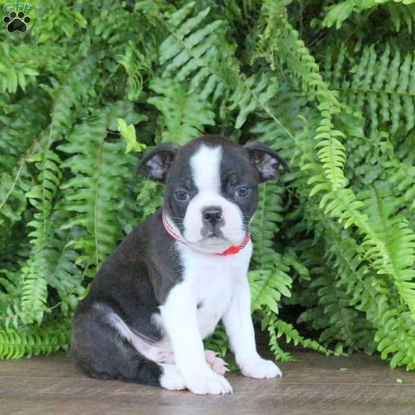Hunter, Boston Terrier Puppy