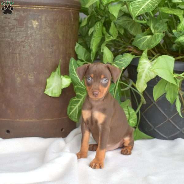 Hunter, Miniature Pinscher Puppy
