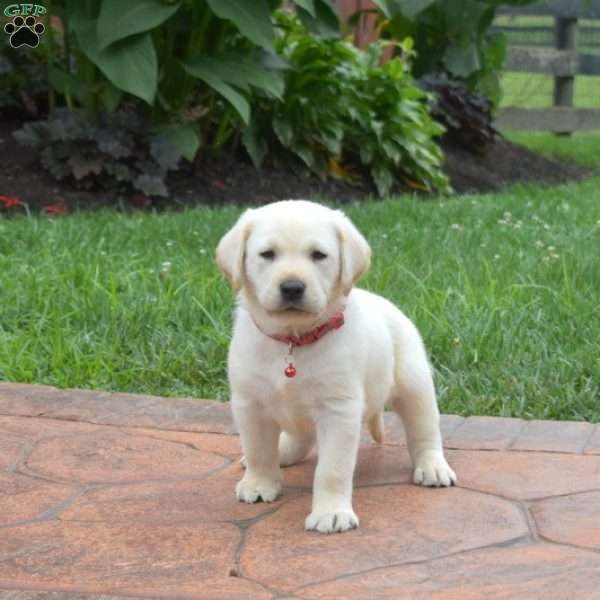 Hunter, Yellow Labrador Retriever Puppy