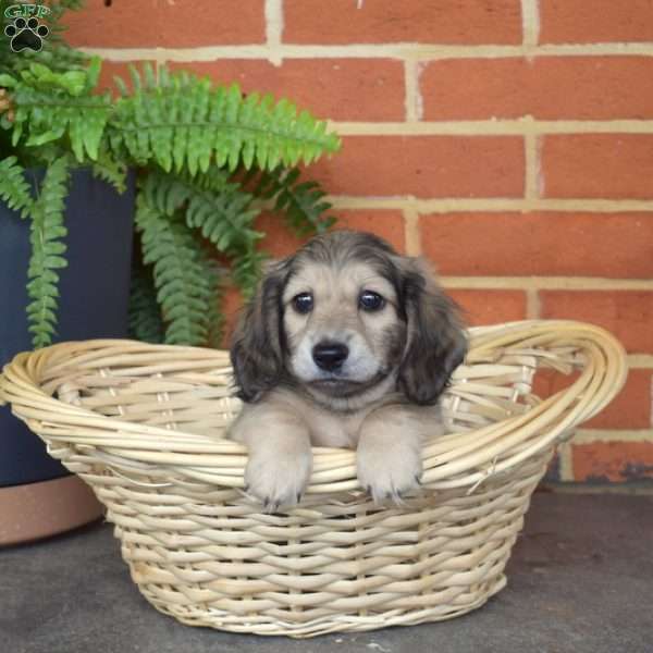 Hunter – Mini, Dachshund Puppy