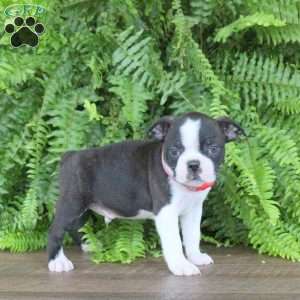 Hunter, Boston Terrier Puppy