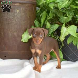 Hunter, Miniature Pinscher Puppy