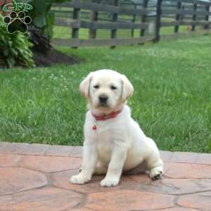 Hunter, Yellow Labrador Retriever Puppy