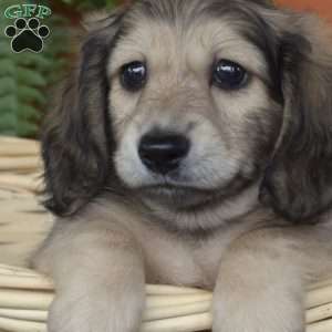 Hunter – Mini, Dachshund Puppy