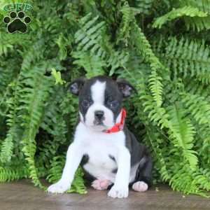 Hunter, Boston Terrier Puppy