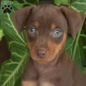 Hunter, Miniature Pinscher Puppy