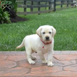 Hunter, Yellow Labrador Retriever Puppy