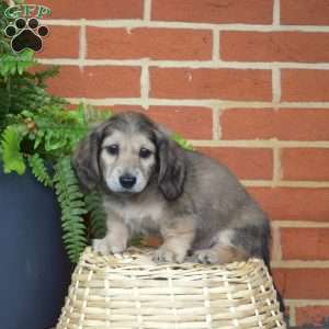 Hunter – Mini, Dachshund Puppy