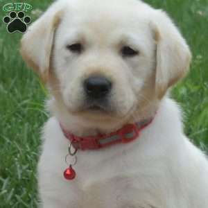 Hunter, Yellow Labrador Retriever Puppy