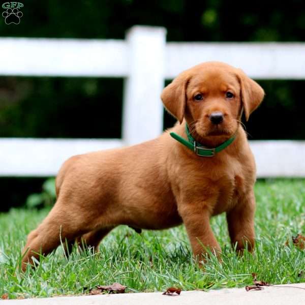 Hunter, Fox Red Labrador Retriever Puppy