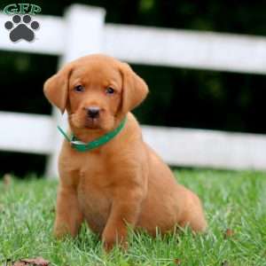 Hunter, Fox Red Labrador Retriever Puppy