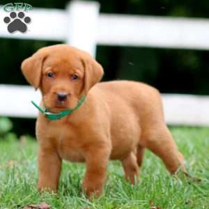Hunter, Fox Red Labrador Retriever Puppy
