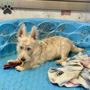 Mason, Scottish Terrier Puppy