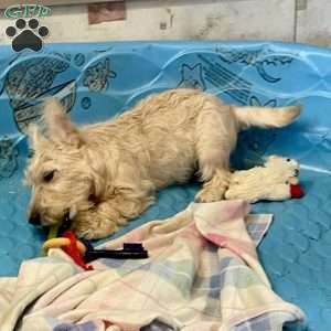 Margie, Scottish Terrier Puppy