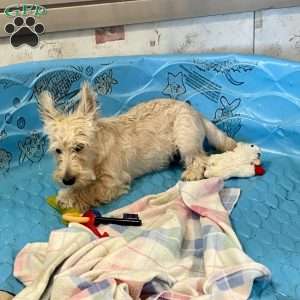 Margie, Scottish Terrier Puppy
