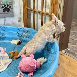 Margie, Scottish Terrier Puppy