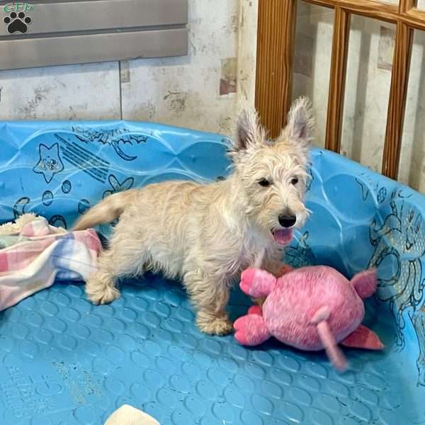 Margie, Scottish Terrier Puppy