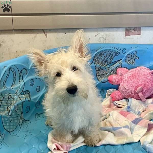 Rubert, Scottish Terrier Puppy