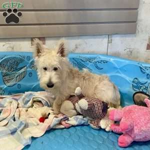 Rubert, Scottish Terrier Puppy