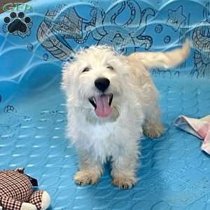 Rubert, Scottish Terrier Puppy
