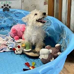Rubert, Scottish Terrier Puppy