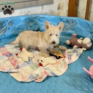 Shelby, Scottish Terrier Puppy