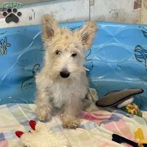 Shelby, Scottish Terrier Puppy