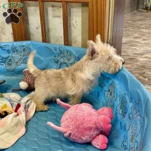 Shelby, Scottish Terrier Puppy