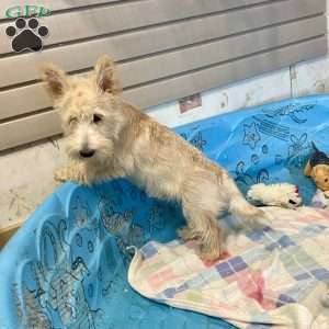 Shelby, Scottish Terrier Puppy