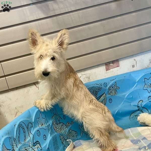 Shelby, Scottish Terrier Puppy