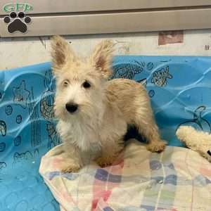 Shelby, Scottish Terrier Puppy