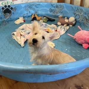 Sheena, Scottish Terrier Puppy