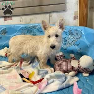 Sheena, Scottish Terrier Puppy