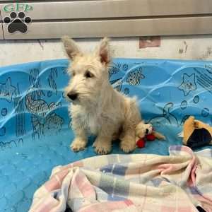 Sheena, Scottish Terrier Puppy