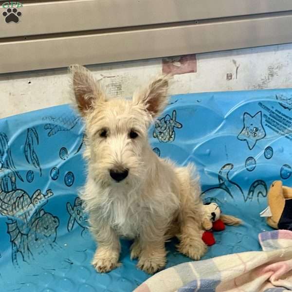 Sheena, Scottish Terrier Puppy